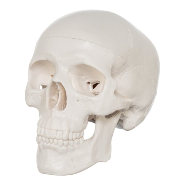 Replica Human 3-Part Miniature Skull – Economy