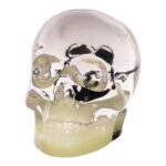 Real Black Scorpion in Acrylic Skull Magnet – Glow