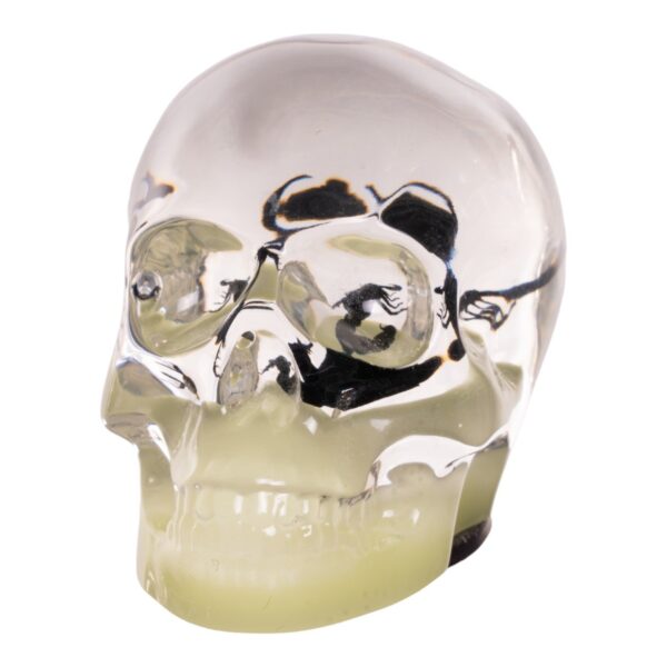 Real Black Scorpion in Acrylic Skull Magnet – Glow