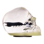 Real Black Scorpion in Acrylic Skull Magnet – Glow