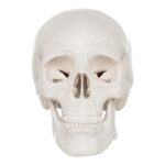 Replica Human 3-Part Miniature Skull – Economy