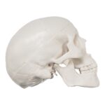 Replica Human 3-Part Miniature Skull – Economy