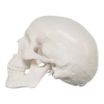 Replica Human 3-Part Miniature Skull – Economy