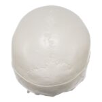 Replica Human 3-Part Miniature Skull – Economy