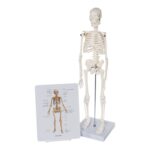 Replica Human Skeleton Desktop Model (17″) – Economy