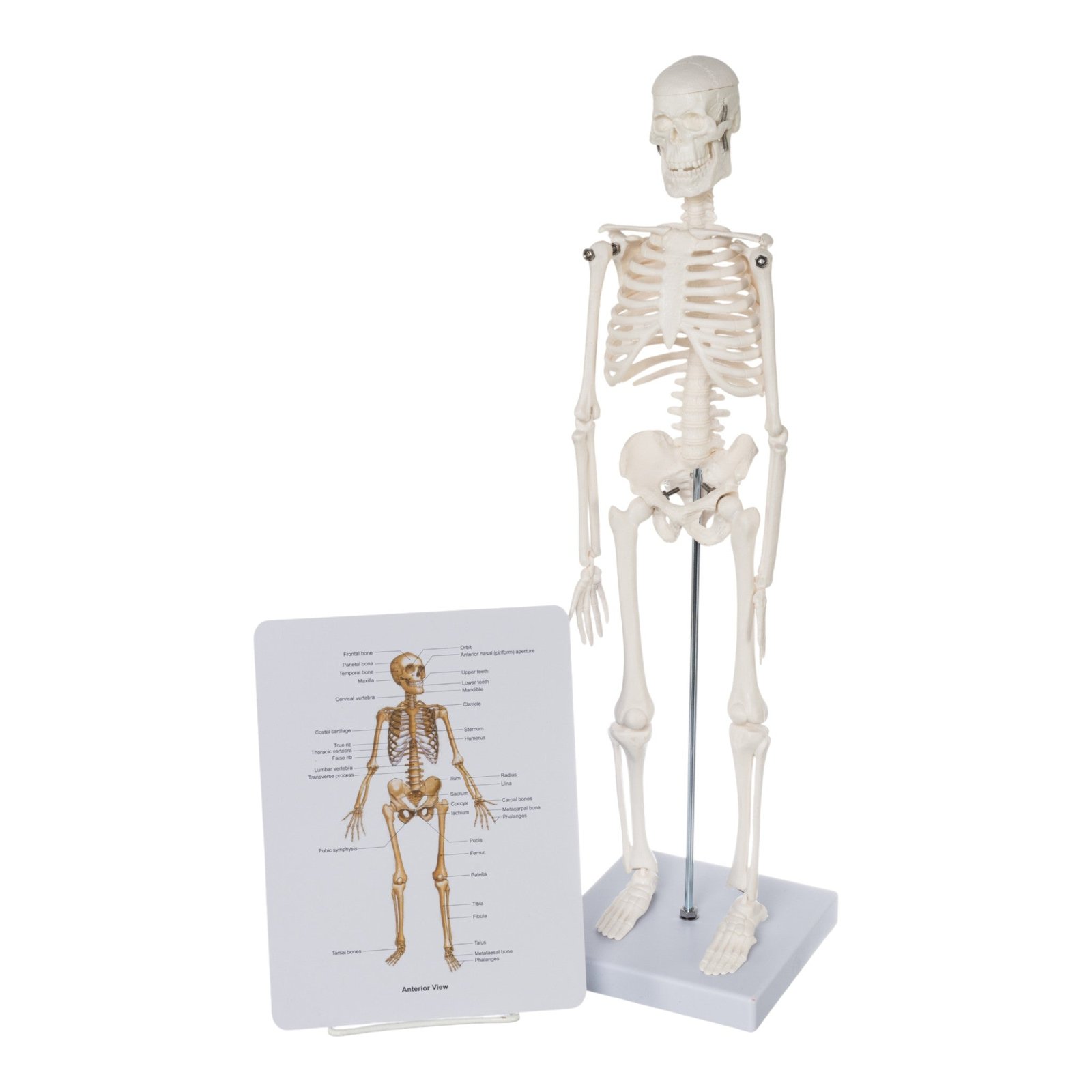 Replica Human Skeleton Desktop Model (17") - Economy