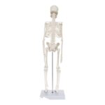 Replica Human Skeleton Desktop Model (17″) – Economy