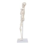 Replica Human Skeleton Desktop Model (17″) – Economy