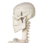 Replica Human Skeleton Desktop Model (17″) – Economy