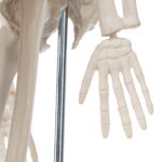 Replica Human Skeleton Desktop Model (17″) – Economy