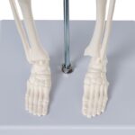 Replica Human Skeleton Desktop Model (17″) – Economy