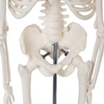 Replica Human Skeleton Desktop Model (17″) – Economy