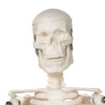 Replica Human Skeleton Desktop Model (17″) – Economy