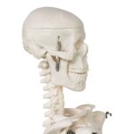 Replica Human Skeleton Desktop Model (17″) – Economy