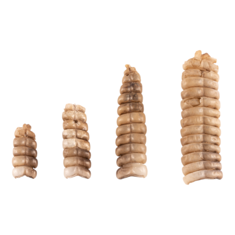 Real Rattlesnake Rattle - Single