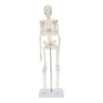 Replica Human Skeleton Desktop Model (17″) – Economy