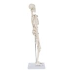Replica Human Skeleton Desktop Model (17″) – Economy