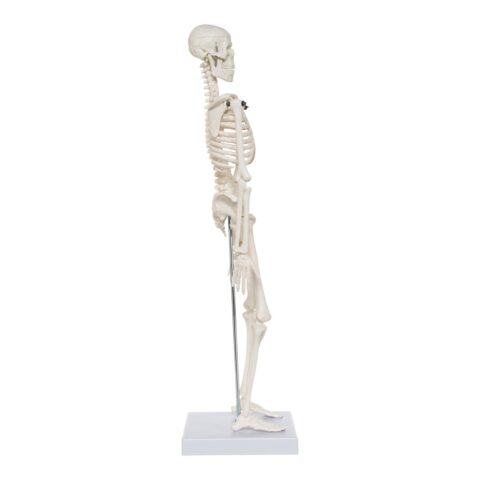 Replica Human Skeleton Desktop Model (17") - Economy