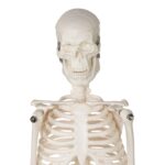 Replica Human Skeleton Desktop Model (17″) – Economy