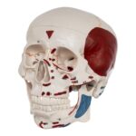 Replica Human Skull with Markings, Muscles and Sutures – Economy