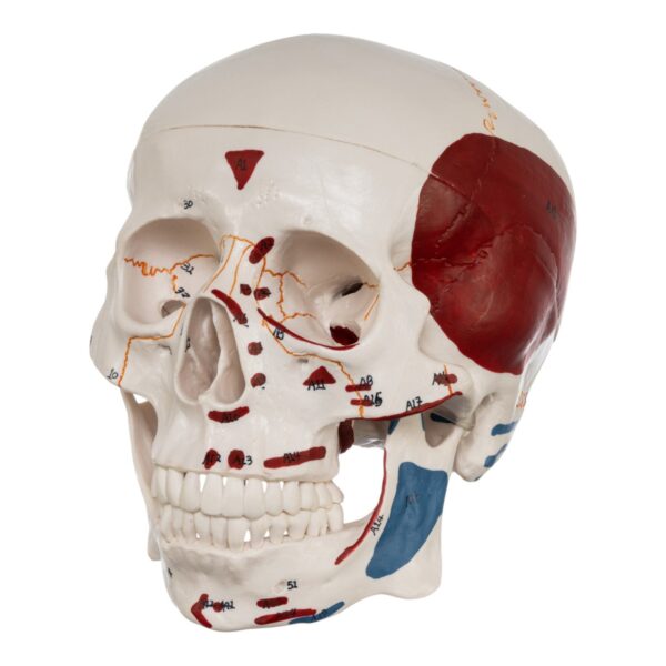 Replica Human Skull with Markings, Muscles and Sutures – Economy