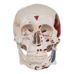 Replica Human Skull with Markings, Muscles and Sutures – Economy