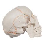 Replica Human Skull with Markings, Muscles and Sutures – Economy