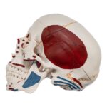 Replica Human Skull with Markings, Muscles and Sutures – Economy