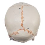 Replica Human Skull with Markings, Muscles and Sutures – Economy