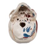 Replica Human Skull with Markings, Muscles and Sutures – Economy