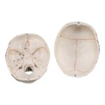 Replica Human Skull with Markings, Muscles and Sutures – Economy