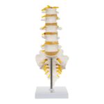 Replica Human Lumbar Vertebrae – Economy