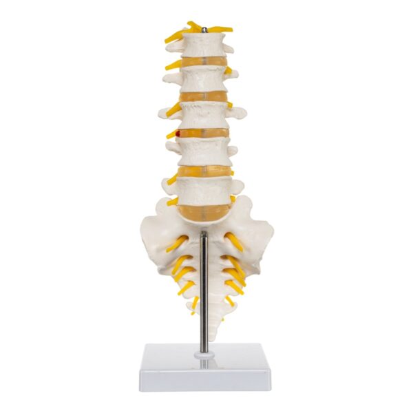 Replica Human Lumbar Vertebrae – Economy