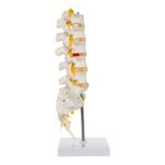 Replica Human Lumbar Vertebrae – Economy