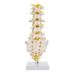 Replica Human Lumbar Vertebrae – Economy