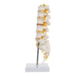 Replica Human Lumbar Vertebrae – Economy