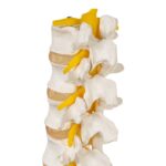 Replica Human Lumbar Vertebrae – Economy