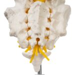 Replica Human Lumbar Vertebrae – Economy