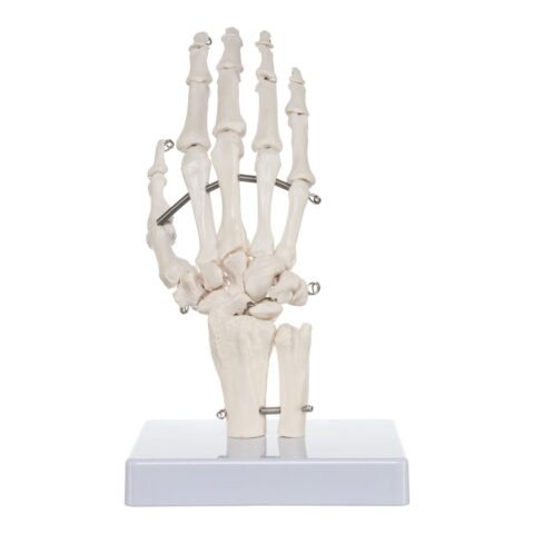 Replica Human Right Hand - Economy