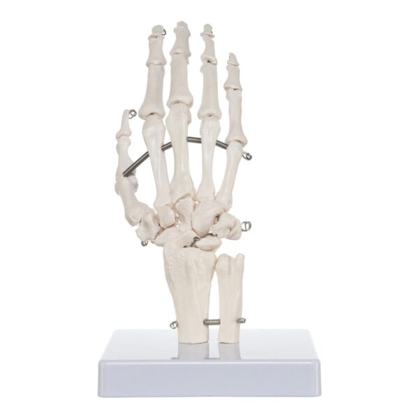Replica Human Right Hand – Economy