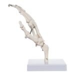 Replica Human Right Hand – Economy