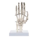 Replica Human Right Hand – Economy