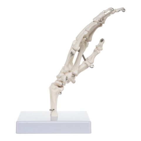 Replica Human Right Hand - Economy
