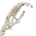 Replica Human Right Hand – Economy