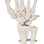 Replica Human Right Hand – Economy