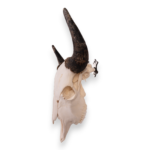 Metal Skull Mount – The ‘Buffalo’ Bracket