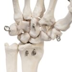 Replica Human Right Hand – Economy