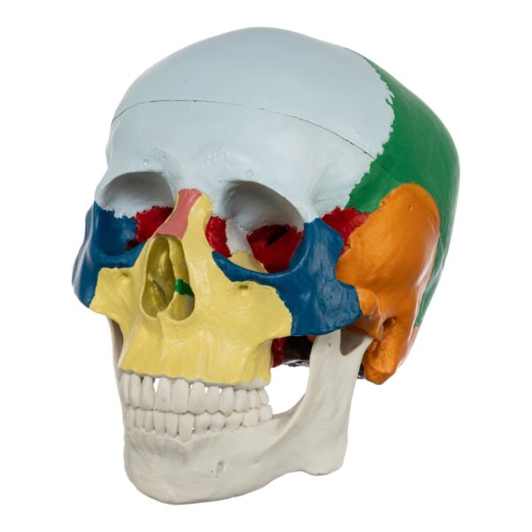 Replica Human Colored Skull – Economy