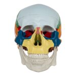 Replica Human Colored Skull – Economy