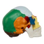Replica Human Colored Skull – Economy